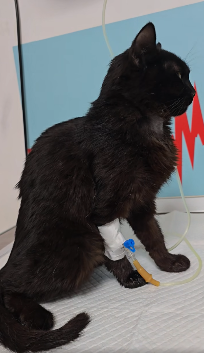 FIP/PIF Negrutu Cat
