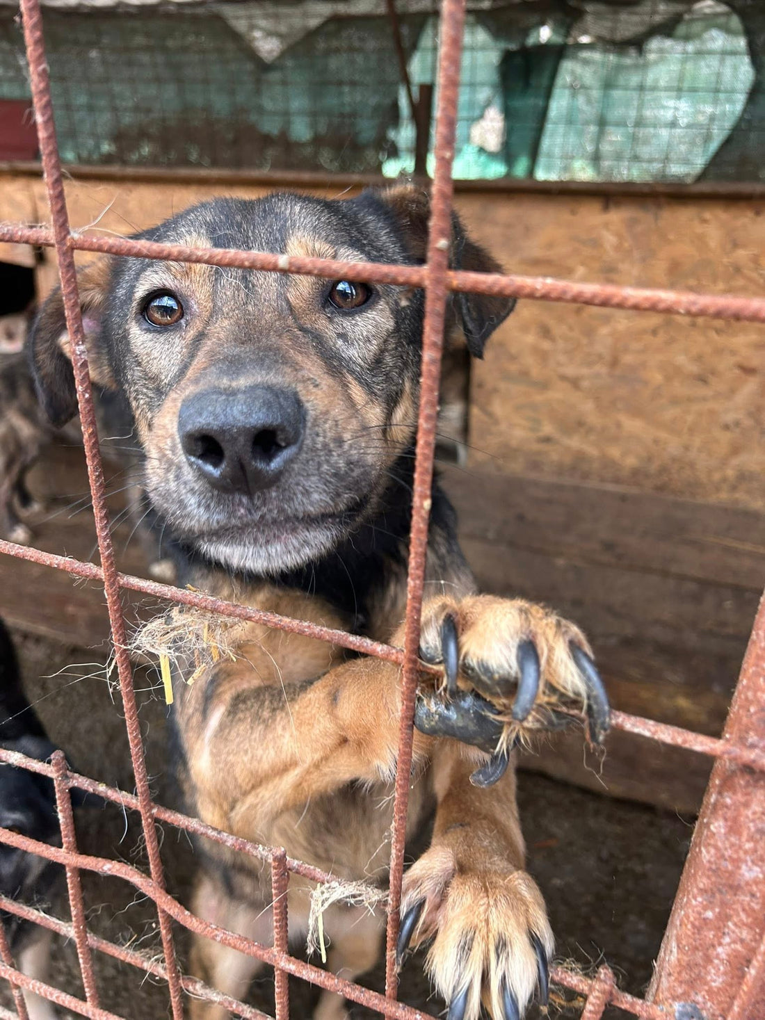 Over 200 dogs ADOPT NOW!