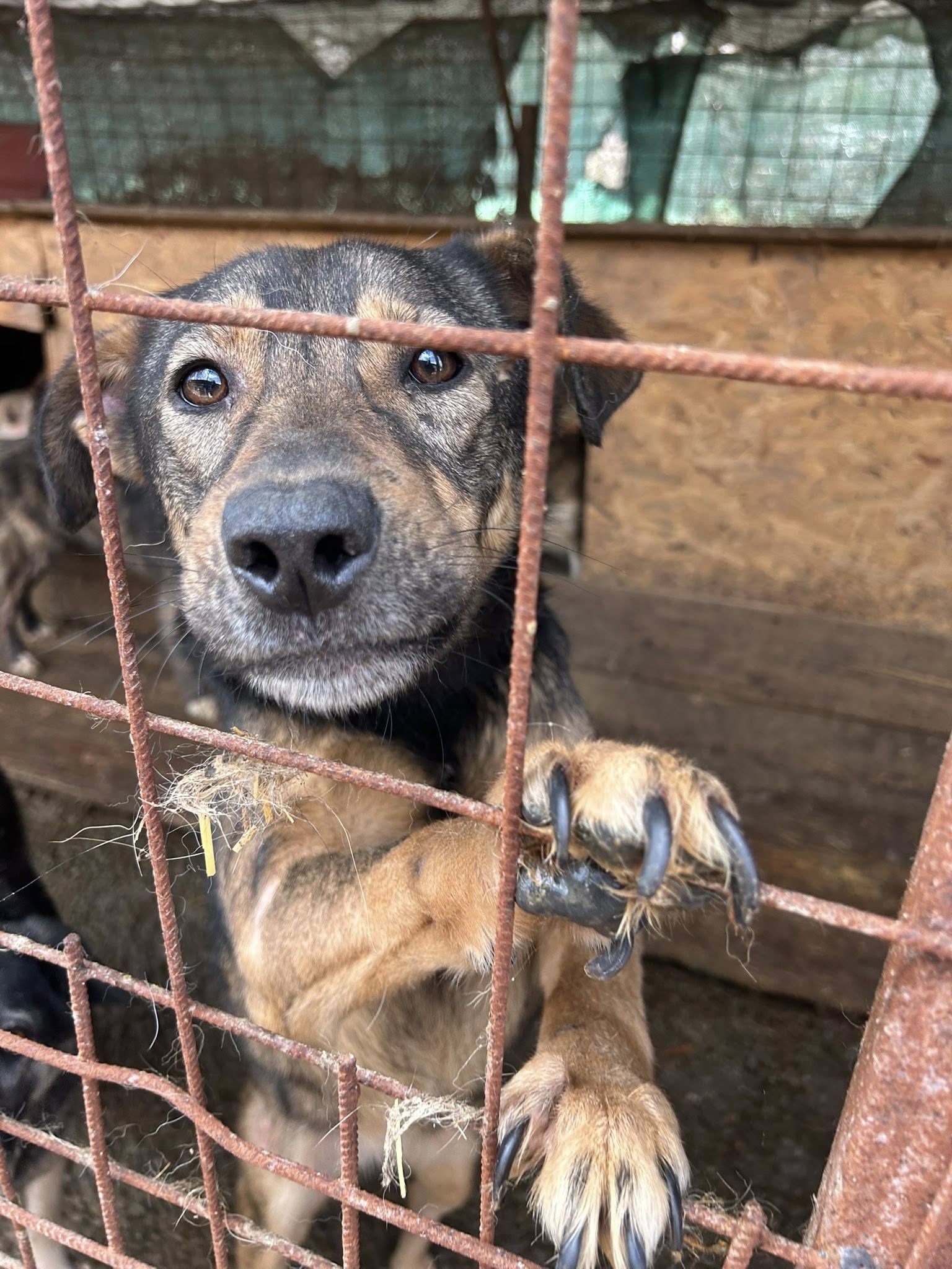 Over 200 dogs ADOPT NOW!