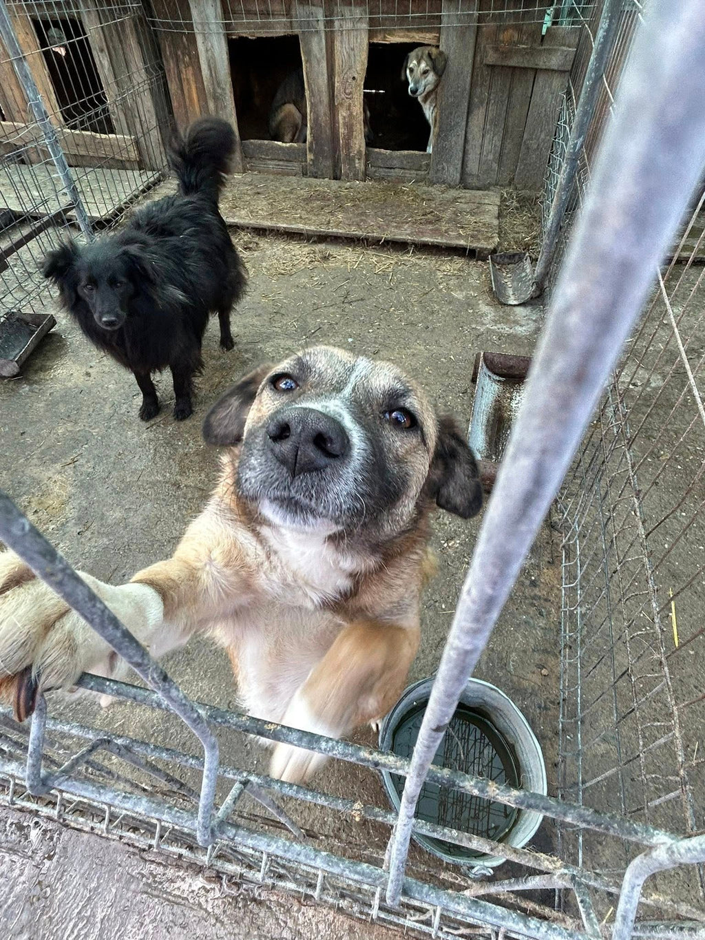 Build a Safe Haven for Animals