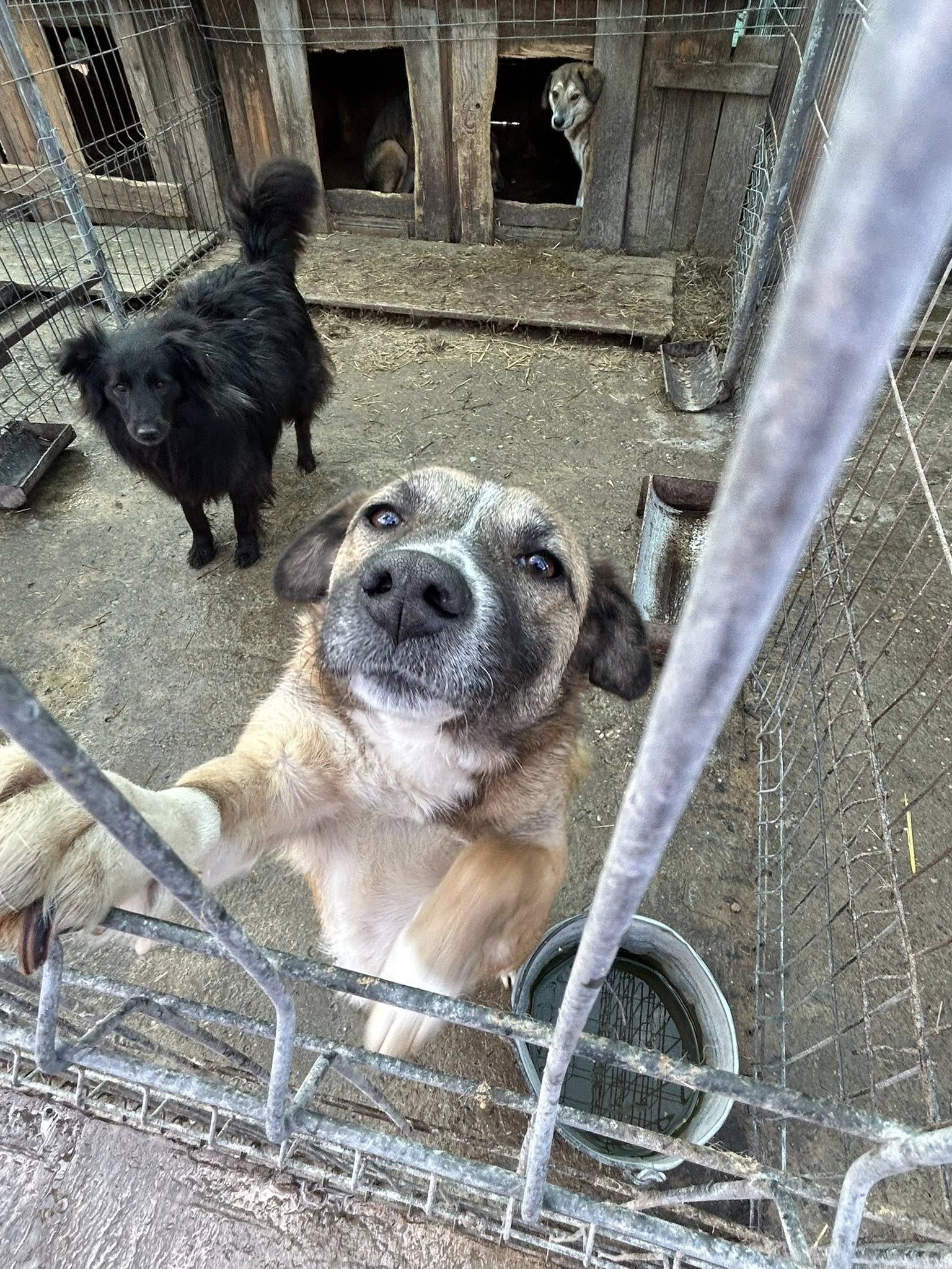 Build a Safe Haven for Animals